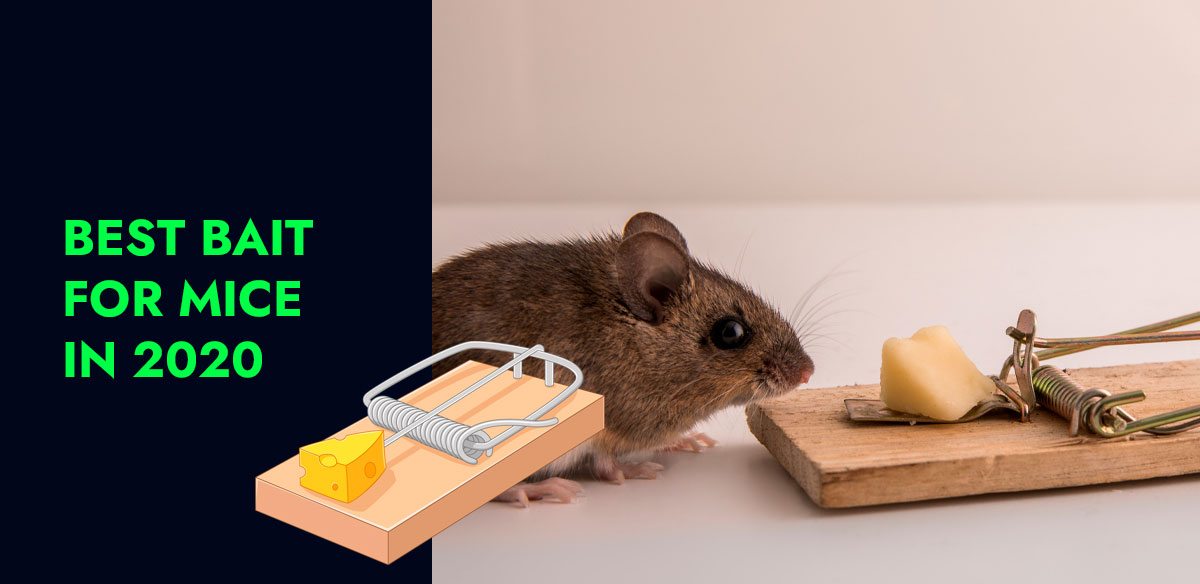 Best Bait for Mice in 2020 - The Pest Consulting